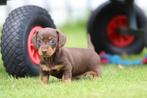 Kortharige Dwergteckel pups, Belgisch Teckel fokker, Dieren en Toebehoren, België, CDV (hondenziekte), 8 tot 15 weken, Korthaar