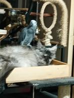 Te koop staander en papegaai grijze roodstaart, Dieren en Toebehoren, Papegaai