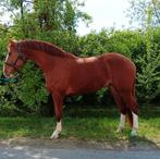 4 yo topp horse for sale topp price now, Dieren en Toebehoren, Paarden, Springpaard, Ruin, 3 tot 6 jaar, 165 tot 170 cm