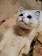 Ragdoll kittens te koop, Meerdere dieren, Gechipt, 0 tot 2 jaar