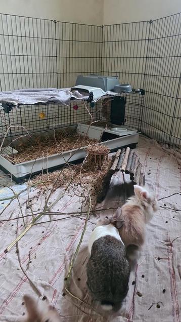 2 konijnehokjes beschikbaar., Dieren en Toebehoren, Ophalen