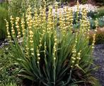 Bieslelie Sisyrinchium, Ophalen