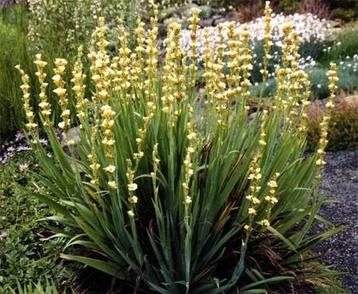 Bieslelie Sisyrinchium beschikbaar voor biedingen