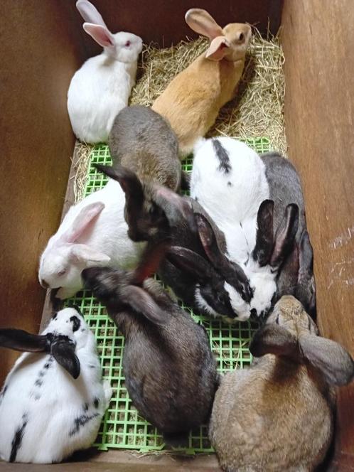 VLEES- KWEEK KONIJNEN  SLACHTKONIJNEN  2,750kg - 4kg, Dieren en Toebehoren, Konijnen, Middelgroot, Meerdere dieren, 0 tot 2 jaar