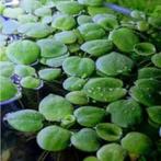 Drijfplanten aquarium, Dieren en Toebehoren, Ophalen, Plant(en), Steen of Hout