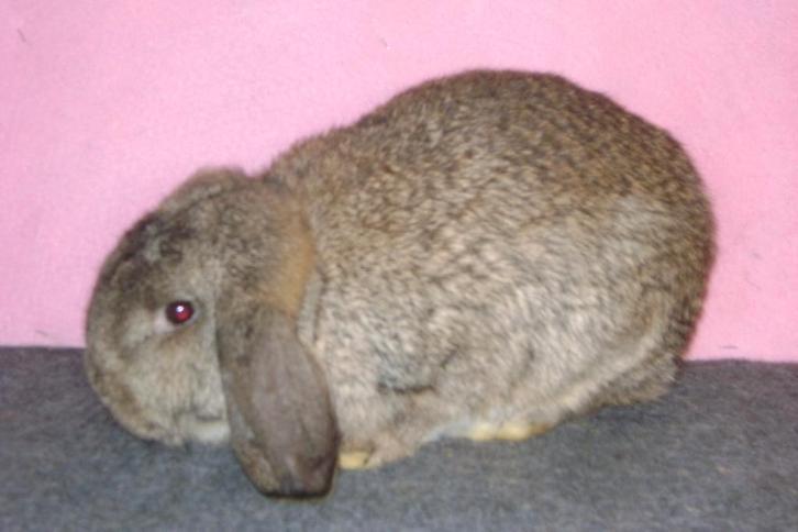 Duitse hangoor voedster, Dieren en Toebehoren, Konijnen, Middelgroot, Vrouwelijk, Hangoor