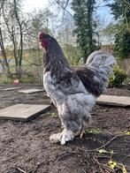 Œufs à incuber de Brahma HOENDER, Sexe inconnu, Poule ou poulet