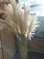 Vase en verre avec 15 tiges de pampa, Enlèvement, Comme neuf