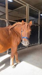 Tekoop Shetlander merrie, Animaux & Accessoires, Chevaux, Jument