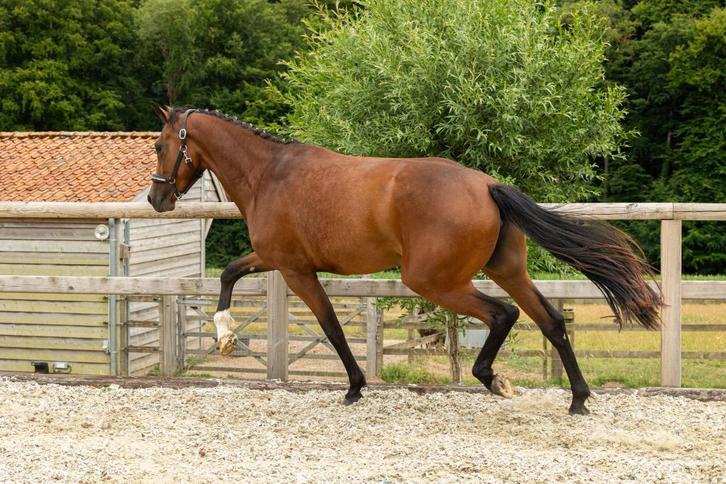 3 jarige dressuurmerrie, Dieren en Toebehoren, Paarden, Merrie, Onbeleerd, 165 tot 170 cm, 3 tot 6 jaar, Dressuurpaard, Met stamboom