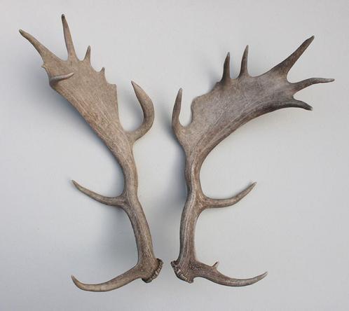 Paar DAMHERT GEWEI STANGEN - afwerpstangen - 61 cm - ref. A, Verzamelen, Dierenverzamelingen, Gebruikt, Gewei of Kop, Hert, Ophalen of Verzenden