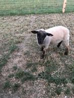 Bokkenlam, Dieren en Toebehoren, Schapen, Geiten en Varkens