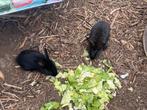 Duitse reuzen, Dieren en Toebehoren, Juni, Meerdere dieren, Overige typen, Tam