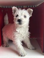 West highland  white terrier /westy/wit/cesar/pups, België, Fokker | Hobbymatig, Overige rassen, CDV (hondenziekte)