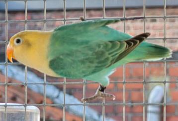 Turqouise Opaline Fischeri Dwergpapegaai 2025 beschikbaar voor biedingen
