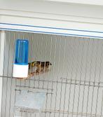 Cubavink, Dieren en Toebehoren, Vogels | Overige Vogels