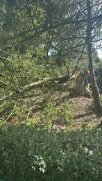 Vers chauffagehout, Tuin en Terras, Brandhout, 6 m³ of meer, Ophalen, Overige houtsoorten, Blokken