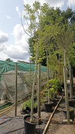 Fraxinus ornus meczek, Ophalen, In pot