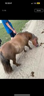 Super knappe shetland merrie, Dieren en Toebehoren, Paarden, Merrie, Zadelmak, Gechipt, 7 tot 10 jaar