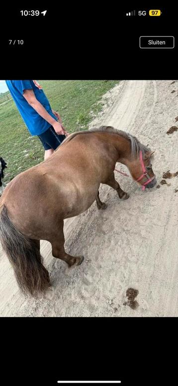 Super knappe shetland merrie beschikbaar voor biedingen