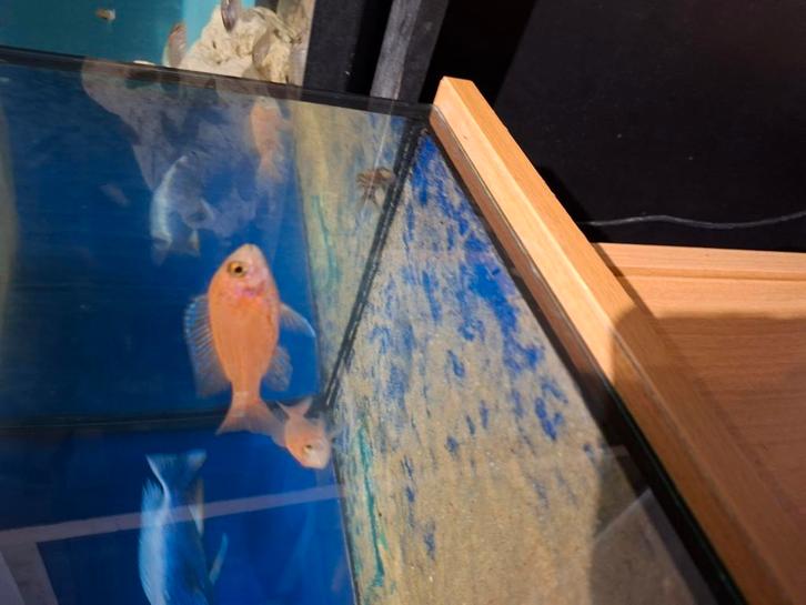 Cichlides malawi aulonocara fire fish, Animaux & Accessoires, Poissons | Poissons d'aquarium