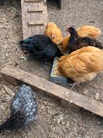 Kippen - Orpington, Dieren en Toebehoren, Pluimvee, Meerdere dieren, Kip