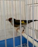 Parva, Dieren en Toebehoren, Vogels | Overige Vogels, Mannelijk, Wildzangvogel, Geringd