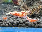 Garnaal Galaxy fishbone Black en Red, Kreeft, Krab of Garnaal, Zoetwatervis