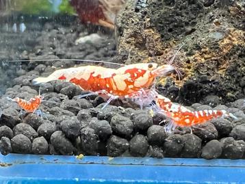 Garnaal Galaxy fishbone Black en Red beschikbaar voor biedingen