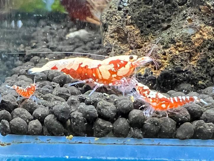 Garnaal Galaxy fishbone Black en Red, Dieren en Toebehoren, Vissen | Aquariumvissen, Zoetwatervis, Kreeft, Krab of Garnaal