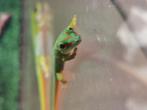 Madagascar Gekko Phelsuma Grandis, Dieren en Toebehoren