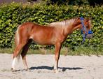 Zeer chique welsh jaarling C pony!, Animaux & Accessoires, Poneys, Poney C (1.27 m à 1.37m), Poney de dressage, Étalon, 0 à 2 ans