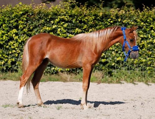 Zeer chique welsh jaarling C pony!, Animaux & Accessoires, Poneys, Étalon, Non dressé, Poney C (1.27 m à 1.37m), Poney de dressage