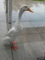 Broedeieren van witte Indische loopeenden., Dieren en Toebehoren