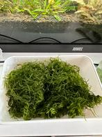 Aquarium mos 5€, Ophalen, Plant(en), Steen of Hout