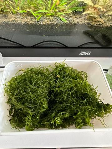 Aquarium mos 5€ beschikbaar voor biedingen