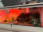 Terrarium, Dieren en Toebehoren, Reptielen en Amfibieën | Toebehoren, Ophalen, Zo goed als nieuw