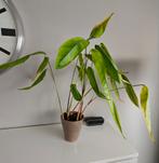 Kamerplant, Ophalen