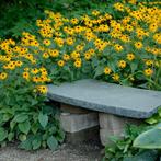 rudbeckia goldsturm in pot, Tuin en Terras, Planten | Tuinplanten, Ophalen