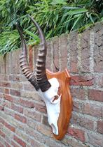 Schedel blesbok afrika opgezette taxidermie gewei hoorn hert, Verzamelen, Ophalen, Wild dier, Schedel