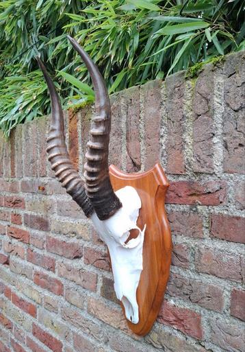 Schedel blesbok afrika opgezette taxidermie gewei hoorn hert beschikbaar voor biedingen