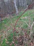 japanse wijnbes, Ophalen of Verzenden