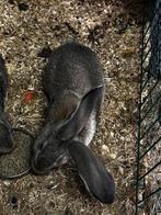 Vlaamse reus Ram, Dieren en Toebehoren, Mannelijk, Groot, 0 tot 2 jaar