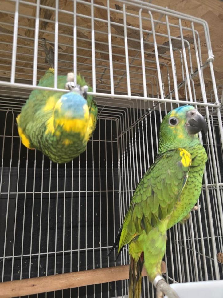 Jonge tamme geelschouder Blauwvoordhoofd man, Dieren en Toebehoren, Vogels | Parkieten en Papegaaien, Papegaai, Meerdere dieren