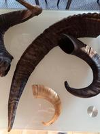 Art africain. Cornes ., Ophalen of Verzenden