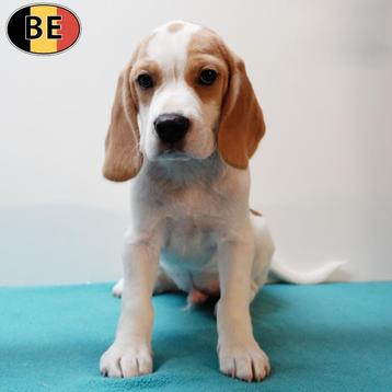 Beagle - puppy's te koop (geboren in België)  beschikbaar voor biedingen