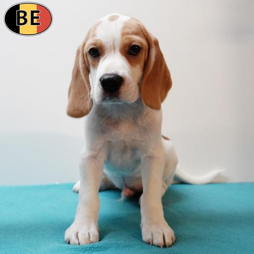 Beagle - puppy's te koop (geboren in België), Dieren en Toebehoren, Honden | Beagles, Bassets en Lopende honden, Meerdere dieren