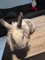 3 konijntjes te geef, Dieren en Toebehoren