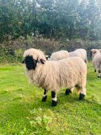 Walliser schwarznaze /zwartneus schaap / valais blacknose, Dieren en Toebehoren, Schapen, Geiten en Varkens, Schaap