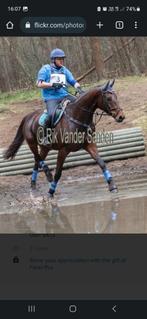Paard, Dieren en Toebehoren, Paarden, Merrie, Gechipt, Dressuurpaard, L